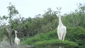 World’s last known white giraffe gets GPS tracking device