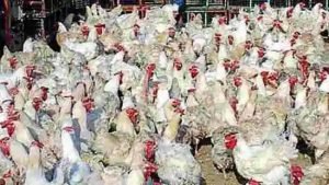 Amid bird flu scare in Uttarakhand, more hens die in poultry farms