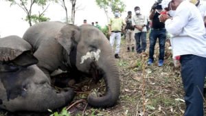 18 elephants in Assam may have been killed by a lightning strike: Experts