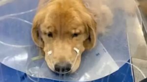 ‘Last resort’ Chloramphenicol antibiotic saves dog's life from mystery diseases
