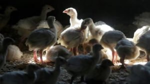What is Avian flu that's wreaking havoc in California? Symptoms and treatment in humans and pets