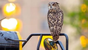 New York City’s beloved owl, Falco is no more!