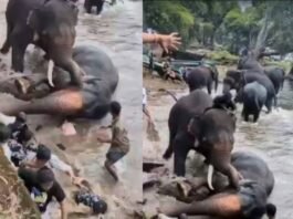 Tourist woman killed after elephant falls on her at Dubare Camp in Karnataka